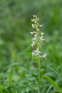 Vemeník dvoulistý (Platanthera bifolia)