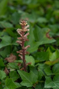 Záraza břečťanová (Orobanche hederae)