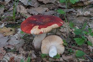 Holubinka slanečková - Russula graveolens Romell 1885