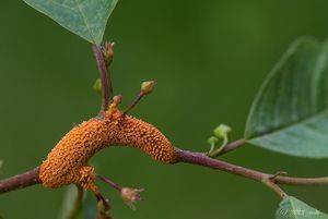 Rez korunkatá - Puccinia coronata Corda