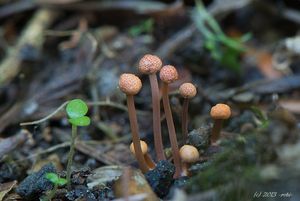 Paličkovice nachová - Claviceps purpurea (Fr.) Tul.