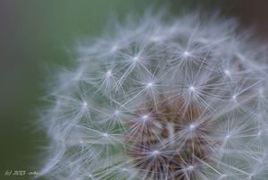 Smetánka lékařská (Taraxacum officinale)