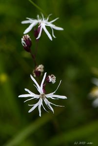 Kohoutek luční (Lychnis flos - cuculi)