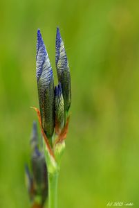 Kosatec sibiřský (Iris sibirica)