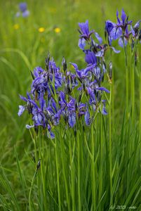 Kosatec sibiřský (Iris sibirica)