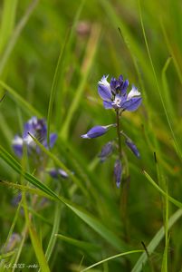 Vítod obecný (Polygala vulgaris)