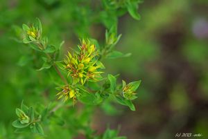 Třezalka tečkovaná (Hypericum perforatum)