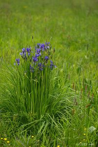 Kosatec sibiřský (Iris sibirica)