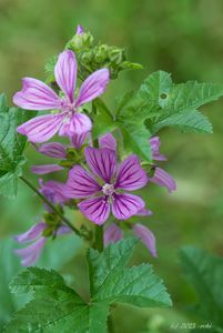 Sléz lesní (Malva sylvestris)