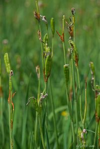 Kosatec sibiřský (Iris sibirica)