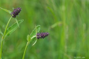 Bukvice lékařská  (Betonica officinalis L.)