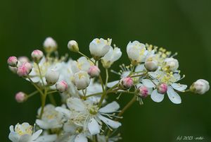 Tužebník obecný (Filipendula vulgaris)