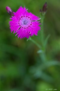 Hvozdík kropenatý (Dianthus deltoides L.)