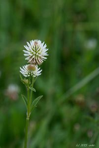 Jetel horský (Trifolium montanum)