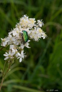 Tužebník obecný (Filipendula vulgaris)