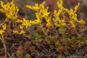 Rozchodník šestiřadý (Sedum Sexangulare)