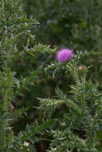 Bodlák obecný (Carduus acanthoides)