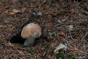Muchomůrka růžovka - Amanita rubescens Pers. 1797