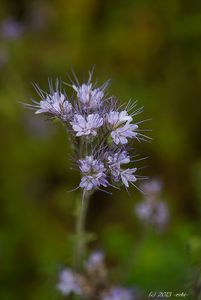 Svazenka vratičolistá (Phacelia tanacetifolia)