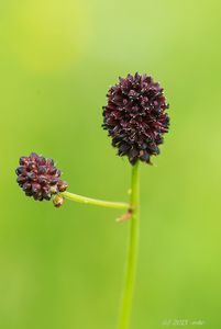 Krvavec toten (Sanguisorba officinalis L.)