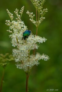 Tužebník jilmový (Filipendula ulmaria)