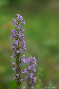 Pětiprstka žežulník (Gymnadenia conopsea)