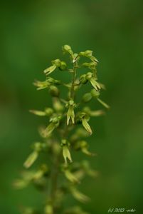 Bradáček vejčitý (Listera ovata)