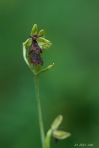 Tořič hmyzonosný (Ophrys insectifera L.)