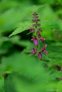 Čistec lesní (Stachys sylvatica)