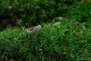 Stopečka pýřitá - Helvella macropus