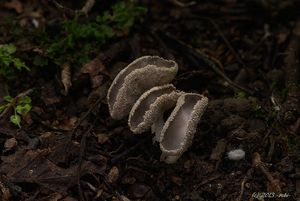 Stopečka pýřitá - Helvella macropus