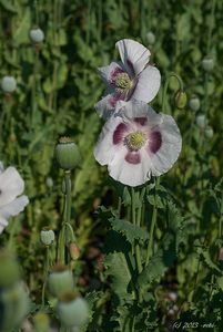 Mák setý (Papaver somniferum L.)