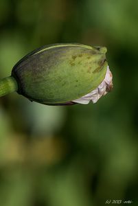 Mák setý (Papaver somniferum L.)