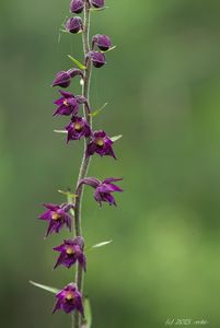 Kruštík tmavočervený (Epipactis atrorubens (Hoffm.) Besser)