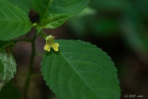 Netýkavka malokvětá (Impatiens parviflora)