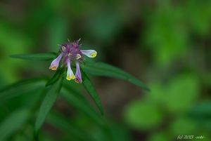 Černýš hřebenitý (Melampyrum  cristatum)