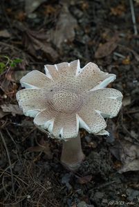 Muchomůrka růžovka - Amanita rubescens Pers. 1797