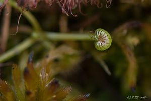 Rosnatka okrouhlolistá (Drosera rotundifolia)