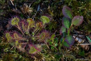 Rosnatka okrouhlolistá (Drosera rotundifolia)