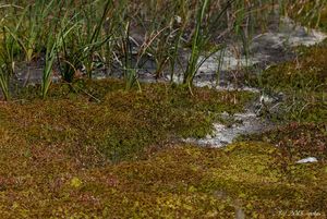 Rosnatka okrouhlolistá (Drosera rotundifolia)