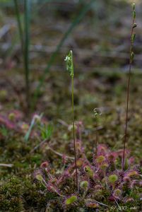 Rosnatka okrouhlolistá (Drosera rotundifolia)