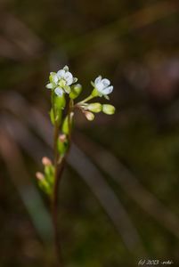 Rosnatka okrouhlolistá (Drosera rotundifolia)