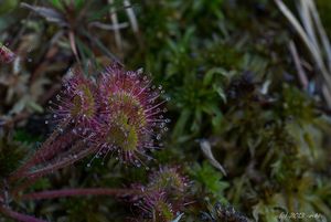 Rosnatka okrouhlolistá (Drosera rotundifolia)