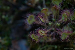 Rosnatka okrouhlolistá (Drosera rotundifolia)