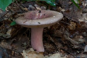 Holubinka olivová - Russula olivacea (Schaeff.) Fr. 1838