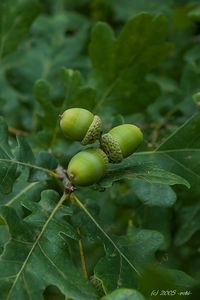 Dub zimní (drnák) (Quercus petraea (Mattusch.) Liebl.)