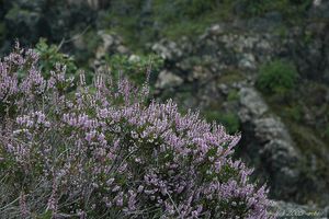 Vřes obecný (Calluna vulgaris)