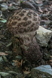 Šiškovec černý - Strobilomyces strobilaceus (Scop.) Berk. 1851