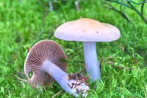 Pavučinec modroslizký - Cortinarius (Myxacium) stillatitius Fr. [C. i