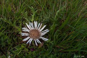 Pupava bezlodyžná (Carlina acaulis L.)